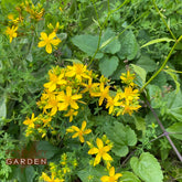 Organic handmade St. John's wort Infused Oil 30ml,Rosemary Garden